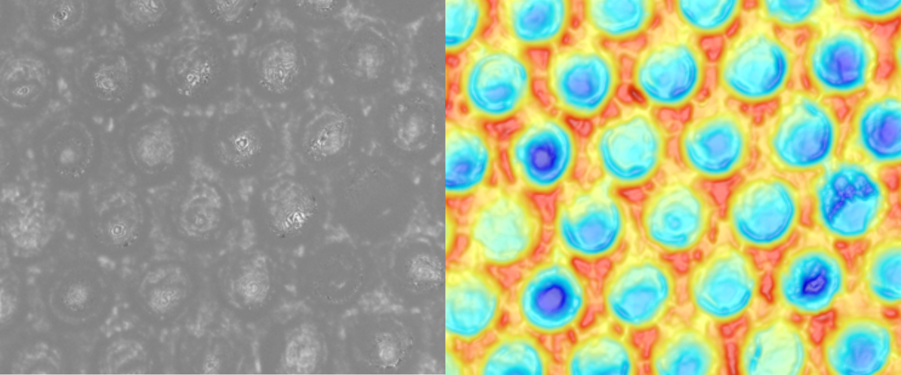 Contaminated cells