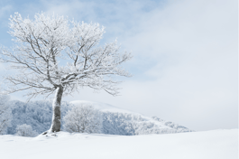 Snowy landscape