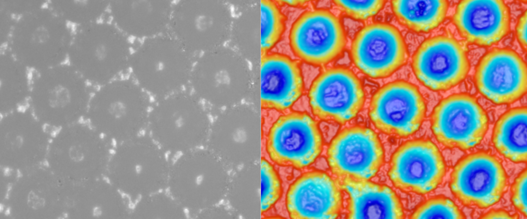 clean cells